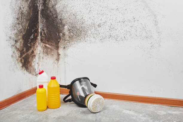Best Residential Mold Removal  in Linton Hall, VA