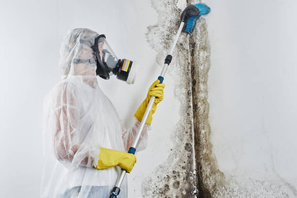 Best Fast Mold Removal  in Linton Hall, VA