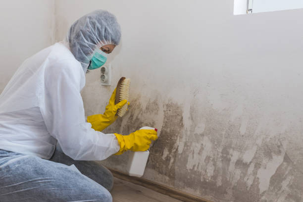 Best Mold Cleaning Services  in Linton Hall, VA