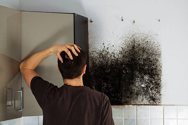 Best Office Mold Removal Services  in Linton Hall, VA