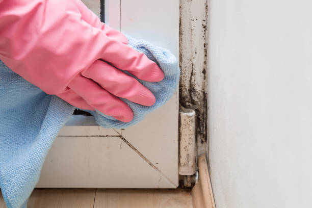 Best Best Mold Removal Companies  in Linton Hall, VA